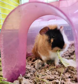 Rescue Guinea Pig Guinea Pigs for Adoption in Healdsburg, California - Ruffnut | PetCurious